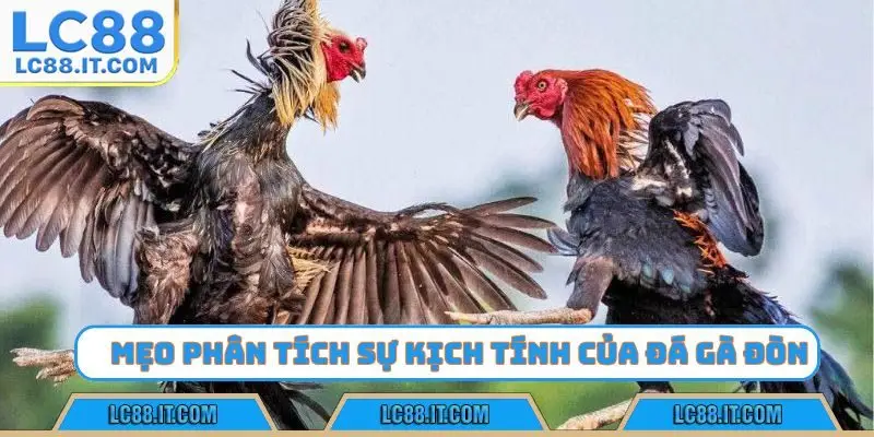 Mẹo phân tích sự kịch tính của đá gà đòn