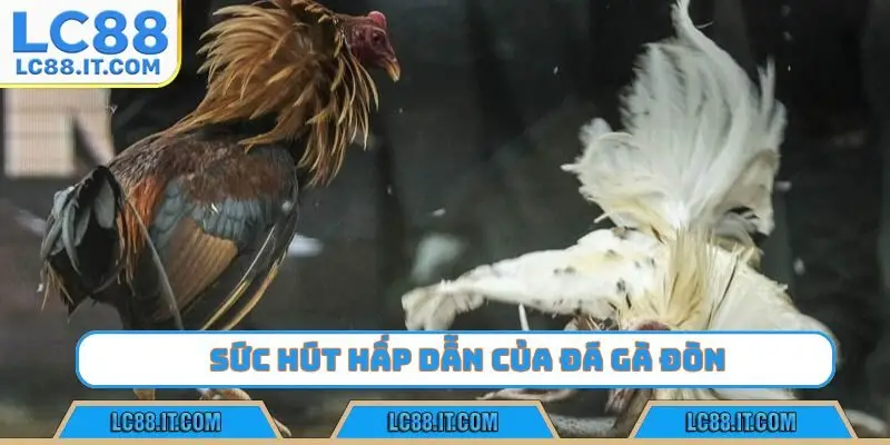 Sức hút hấp dẫn của đá gà đòn