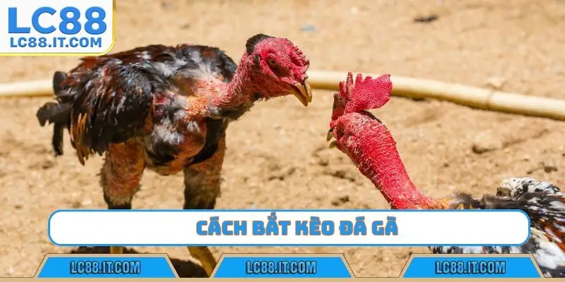 cách bắt kèo đá gà