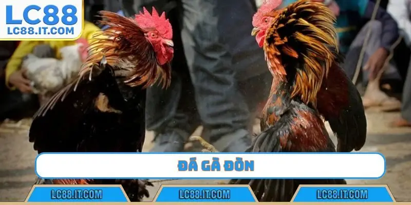 đá gà đòn lc88
