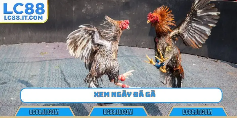 xem ngày đá gà lc88