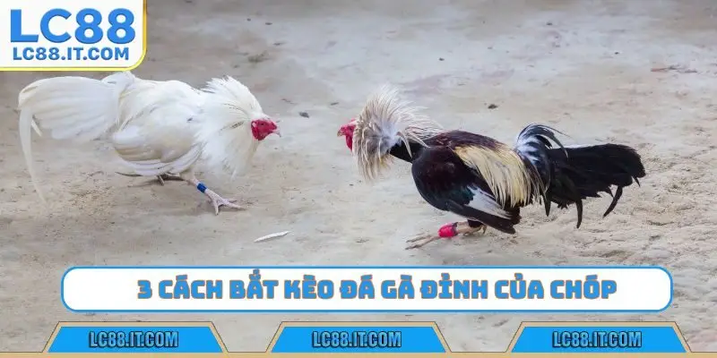 3 cách bắt kèo đá gà đỉnh của chóp