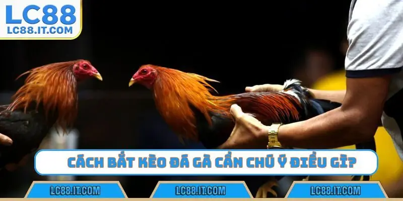 Cách bắt kèo đá gà cần chú ý điều gì?